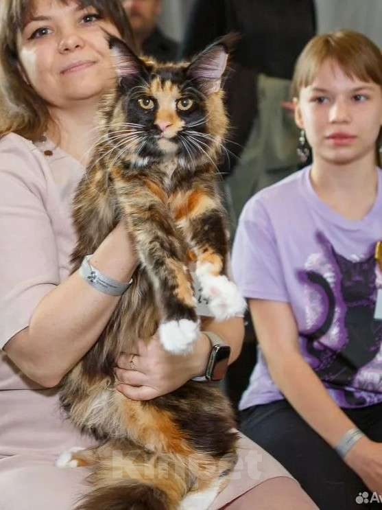 Кошки в Бору: Котенок мэйн кун, девочка Девочка, 40 000 руб. - фото 2