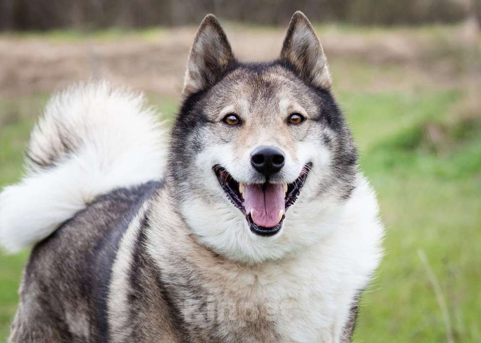 Собаки в Москве: Весёлый, активный породистый Лайк оказался в приюте и ждёт свою семью Мальчик, Бесплатно - фото 9