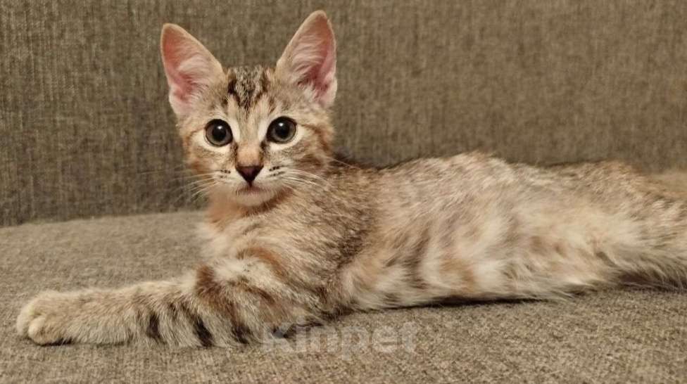 Кошки в Москве: Милый котенок Шуша в дар Девочка, Бесплатно - фото 4