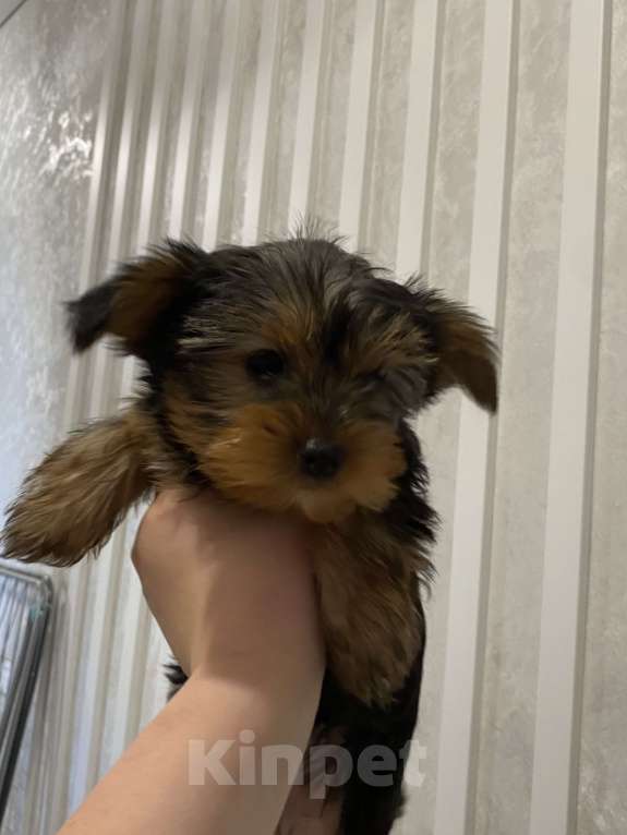 Собаки в Краснодаре: Йоркширский терьер Мальчик, 20 000 руб. - фото 2