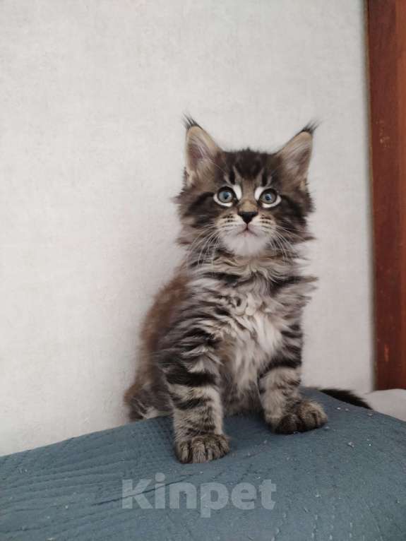 Кошки в Новосибирске: Мейн-кун с документами.  Мальчик, 40 000 руб. - фото 4