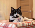 Кошки в Москве: Милан, кот - терапевт Мальчик, 100 руб. - фото 1