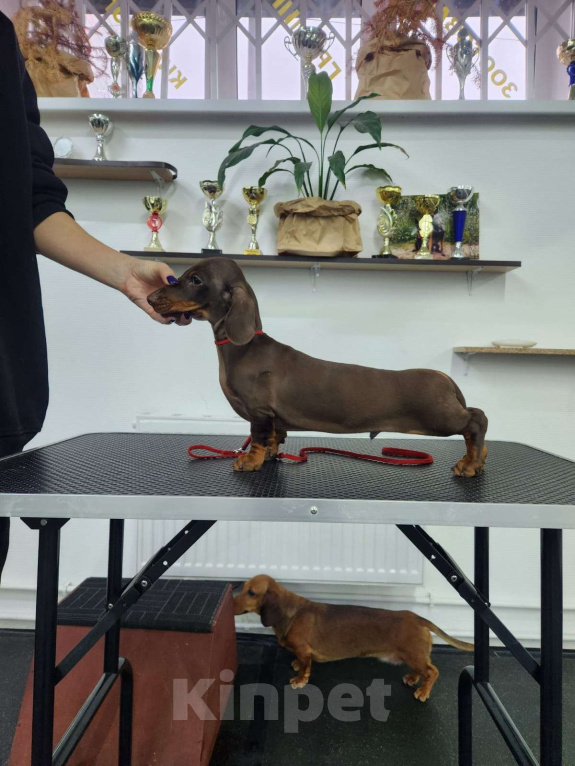 Собаки в Перми: Мальчик 1 Мальчик, 50 000 руб. - фото 2