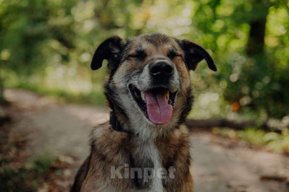 Собаки в Москве: Амулет Мальчик, Бесплатно - фото 12