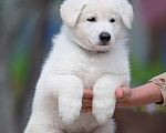 Собаки в Всеволожске: Высокопородный щенок белой швейцарской овчарки мальчик 2 Мальчик, 70 000 руб. - фото 2