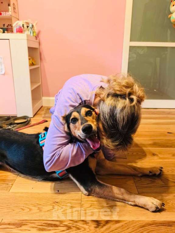 Собаки в Москве:  Молли ищет дом и человека, с которым будет делить каждое счастливое мгновение! Девочка, Бесплатно - фото 3