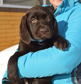 Шикарные малыши лабрадора из племенного питомника