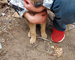 Собаки в Самаре: Мальчик-красавец Мальчик, 10 руб. - фото 4