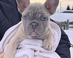 Собаки в Белокурихе: Щенок французского бульдога, девочка Девочка, 50 000 руб. - фото 1