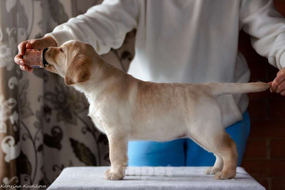 Собаки в Москве: Предлагается яркая девочка лабрадор ретривер Девочка, 150 000 руб. - фото 2