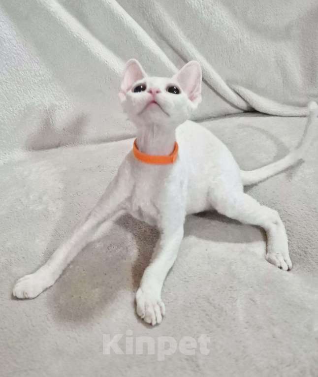 Кошки в Москве: Девон рекс котик белый Мальчик, 50 000 руб. - фото 3