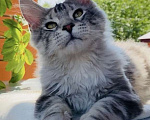 Кошки в Курске: Котёнок Мейн-кун Grand Мальчик, 25 000 руб. - фото 1