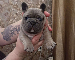 Собаки в Челябинске: Французский бульдог  Мальчик, 35 000 руб. - фото 6