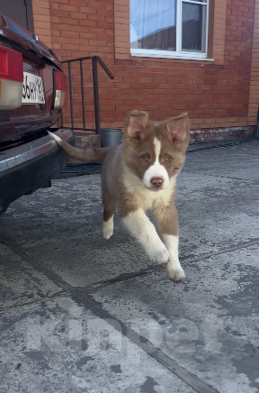 Собаки в Ростове-на-Дону: Щенки Мальчик, 60 000 руб. - фото 5