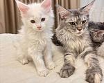 Кошки в Калининграде: Чистокровный котенок Мэйкун  Мальчик, 50 000 руб. - фото 4