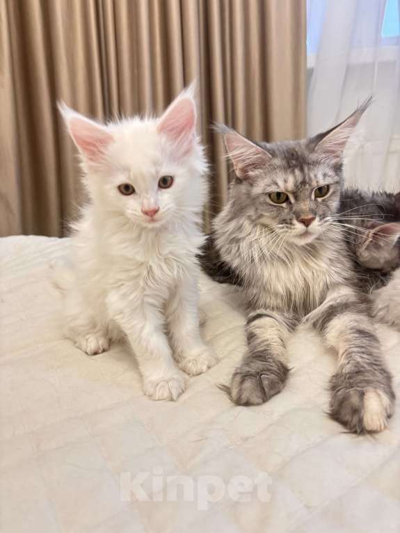 Кошки в Калининграде: Чистокровный котенок Мэйкун  Мальчик, 50 000 руб. - фото 4