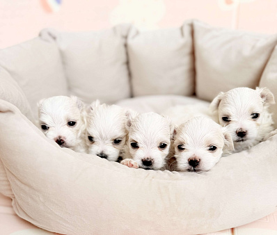 Щенки мальтезе/мальтийская болонка