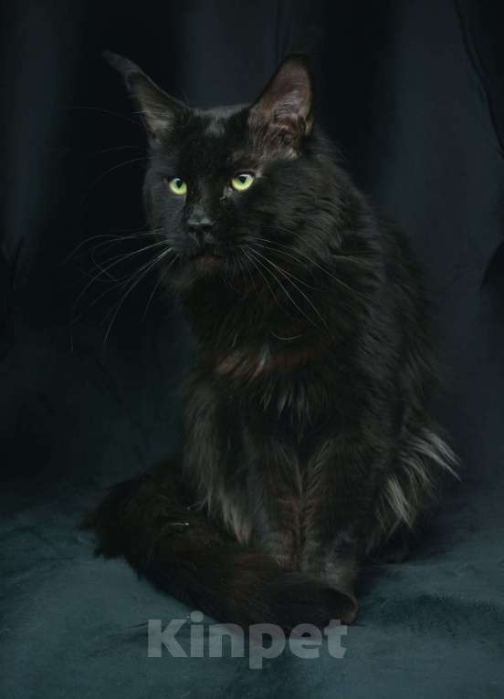 Кошки в Москве: Мейкуны котята  Девочка, 120 руб. - фото 2