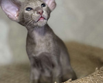 Кошки в Краснодаре: Ориентальный котенок! Девочка, Бесплатно - фото 3