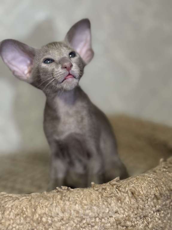 Кошки в Краснодаре: Ориентальный котенок! Девочка, Бесплатно - фото 3