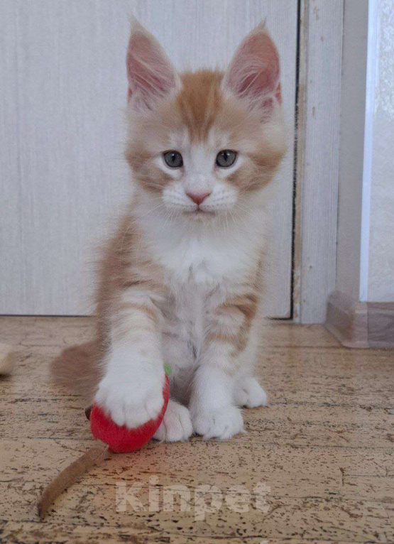 Кошки в Геленджике: Продаётся котёнок мейн-кун, мальчик, яркий рыжий окрас d 03 22, из питомника EdenLight (Геленджик) Мальчик, Бесплатно - фото 9
