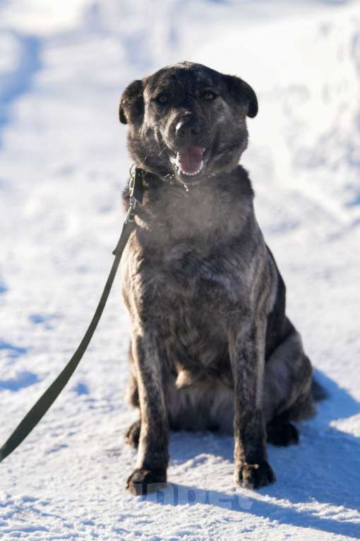 Собаки в Москве: Собака 1,5 года Бетти в добрые руки  Девочка, Бесплатно - фото 2
