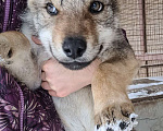 Собаки в Рязани: Щенок мальчик волчьей собаки Мальчик, 100 000 руб. - фото 2