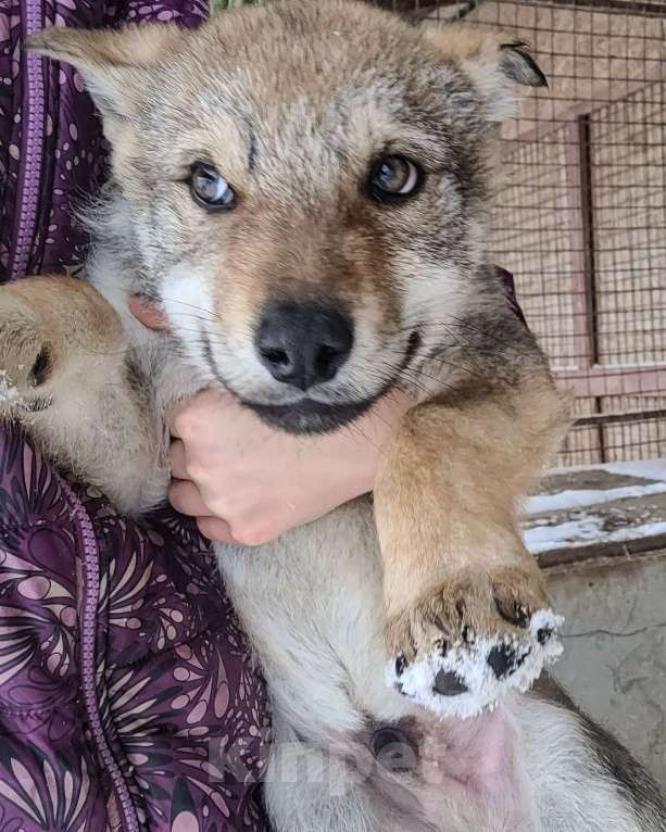 Собаки в Рязани: Щенок мальчик волчьей собаки Мальчик, 100 000 руб. - фото 2