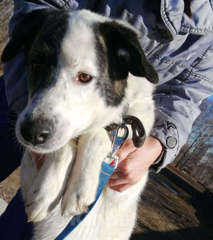 Собаки в Москве: Добрейший Поттер в Хорошие ручки! Мальчик, Бесплатно - фото 6