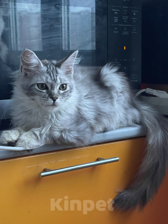 Кошки в Москве: Котенок мейн-кун Девочка, 35 000 руб. - фото 3