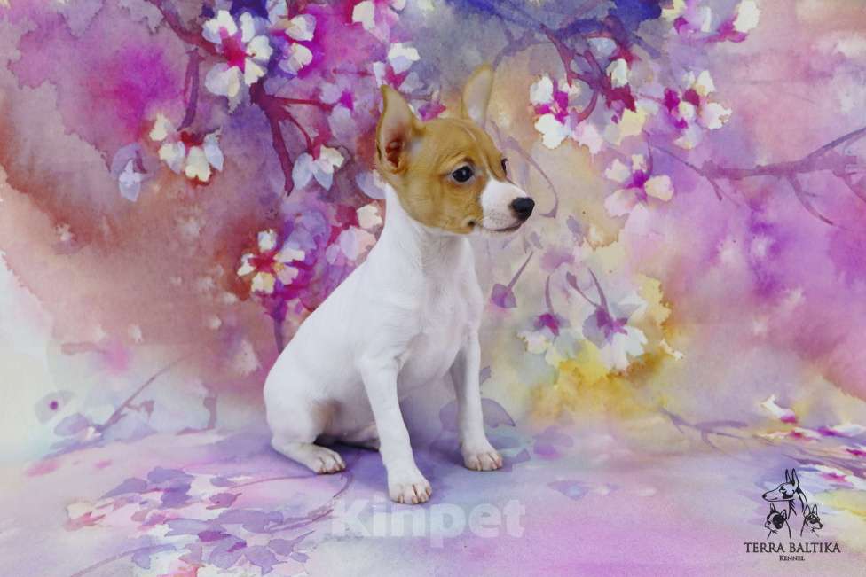 Собаки в Санкт-Петербурге: Щенок той-фокстерьера, мальчик Мальчик, 50 000 руб. - фото 2