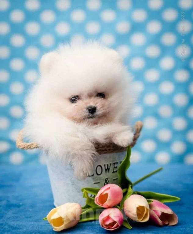 Собаки в Самаре: Вязка с Помом и малыши в продаже, 1 руб. - фото 2