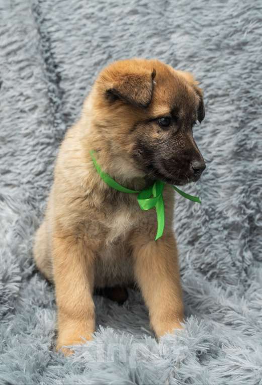 Собаки в Подольске: Алисе нужен дом  Девочка, Бесплатно - фото 3