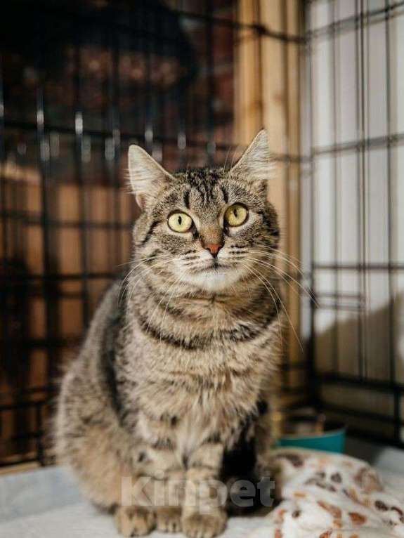 Кошки в Санкт-Петербурге: Кошка в добрые руки Девочка, Бесплатно - фото 8