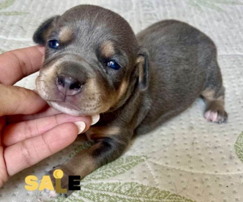 Собаки в других городах Калужской области: Щенки прайтер девочки  Девочка, 120 000 руб. - фото 6