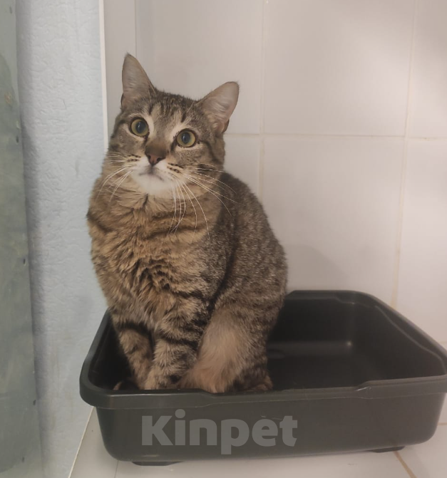 Кошки в Москве: Кот Гебо ищет дом Мальчик, 1 руб. - фото 4