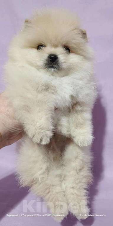 Собаки в Пензе: Шпиц померанский Девочка, 35 000 руб. - фото 1