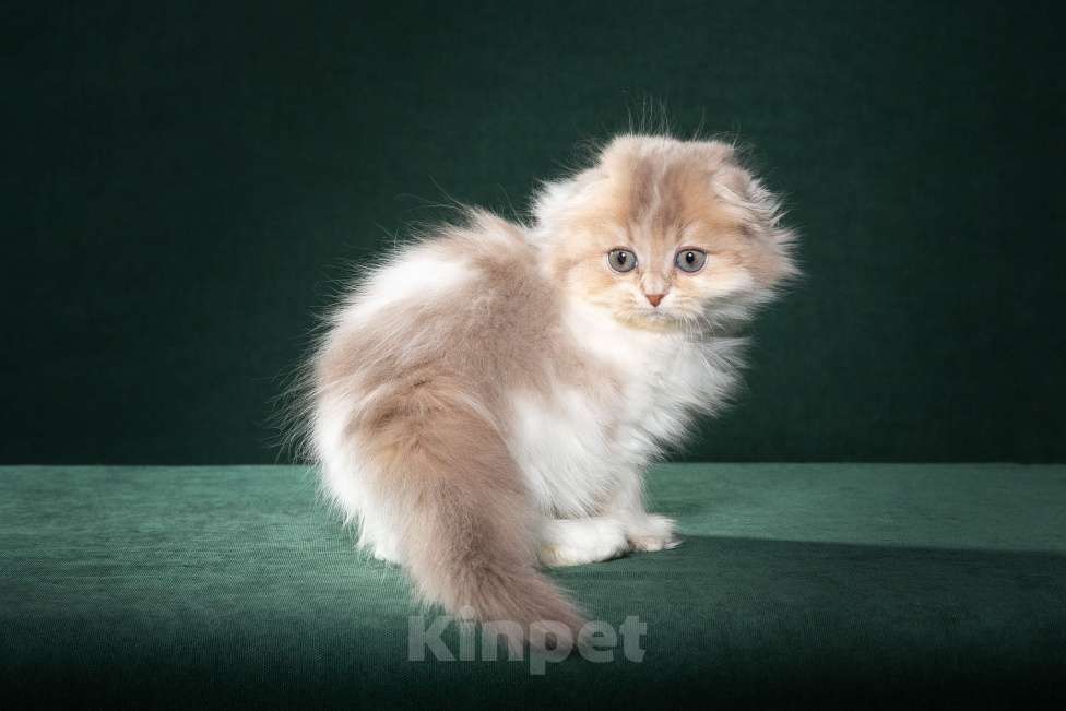 Кошки в Екатеринбурге: Хайденд Фолд Победитель выставки Мальчик, 60 000 руб. - фото 1
