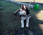 Собаки в Бийске: Вязка сибирский хаски Мальчик, Бесплатно - фото 2