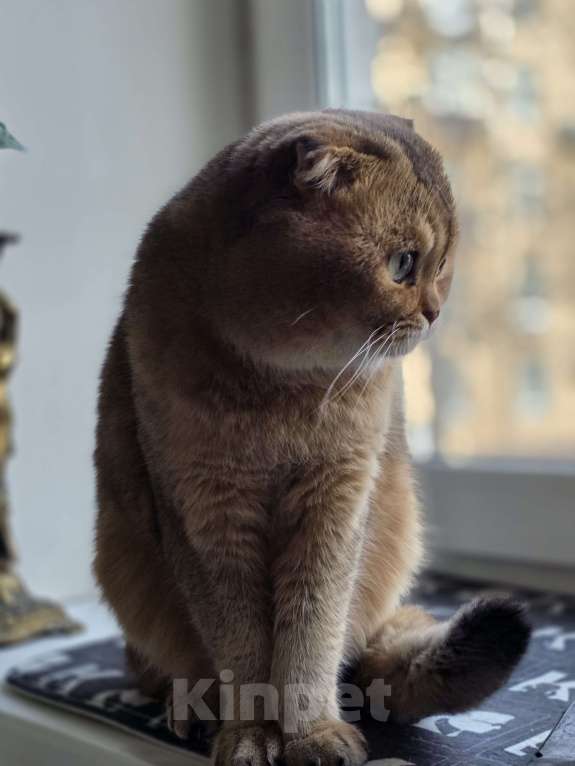 Кошки в Москве: Кот для вязки Мальчик, Бесплатно - фото 1