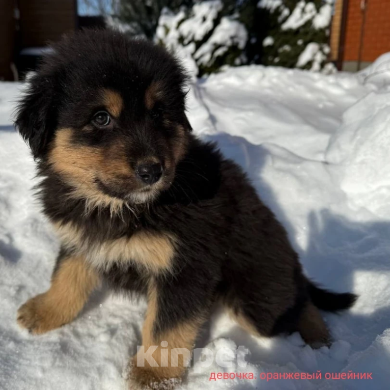 Собаки в Курске: Продам Щенков Монгольского бьанхара Разнополые, 40 000 руб. - фото 4