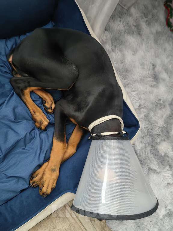 Собаки в Туле: Продам добермана Мальчик, 15 000 руб. - фото 3