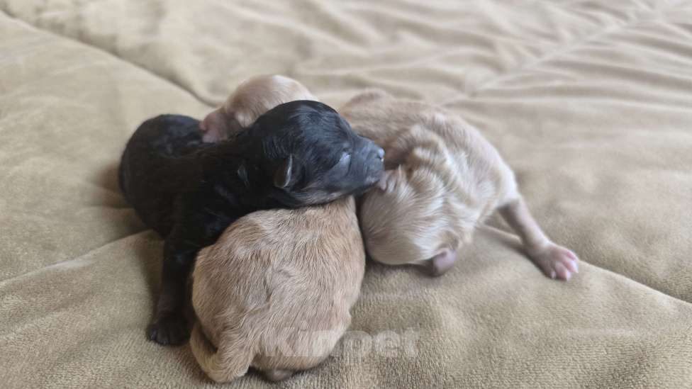 Собаки в Можайске: Мальтипу Девочка, 75 000 руб. - фото 1