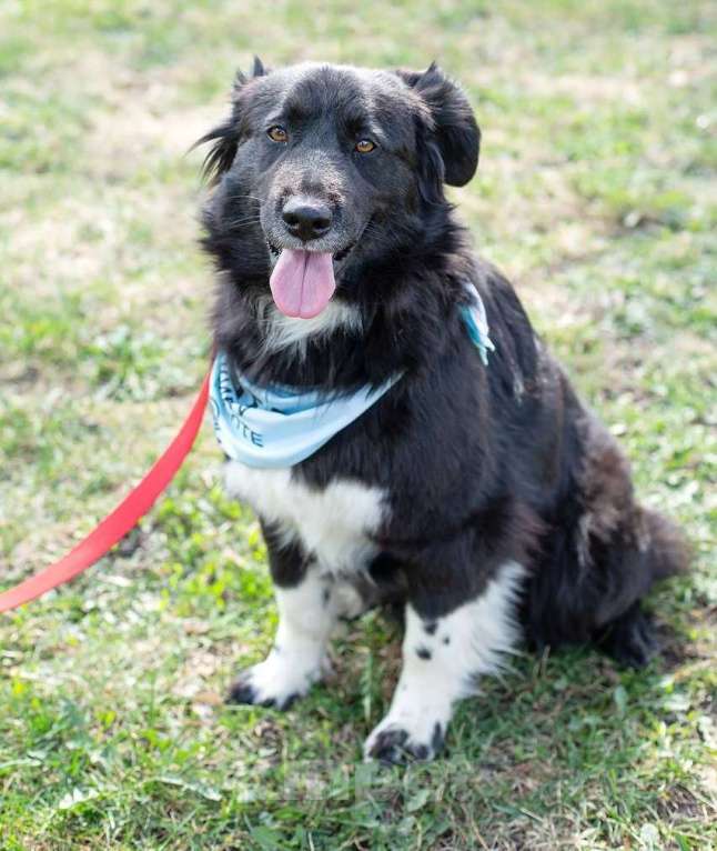 Собаки в Москве: Злата, идеальная собака для семьи с детьми Девочка, Бесплатно - фото 4