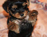 Собаки в Ростове-на-Дону: Йоркширский терьер  Мальчик, 20 000 руб. - фото 2