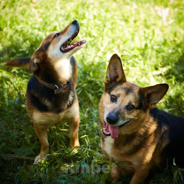 Собаки в Москве: Милане и Татошке очень нужен дом  Мальчик, Бесплатно - фото 6