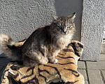 Кошки в Гурьевске: Кошечка ищет новый дом Девочка, Бесплатно - фото 4