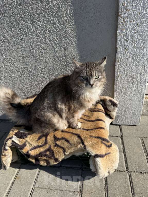 Кошки в Гурьевске: Кошечка ищет новый дом Девочка, Бесплатно - фото 4