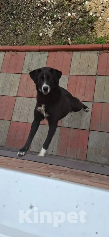 Собаки в других городах Московской области: Щенок добрый Девочка, Бесплатно - фото 1