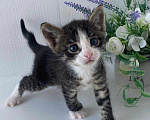 Кошки в Москве: Крохотный котенок Филя в добрые руки Мальчик, Бесплатно - фото 1